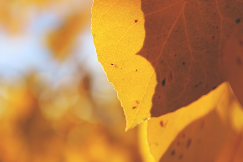 feather + fir — City Guide: Albuquerque, New Mexico