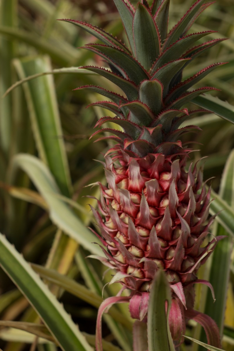 feather + fir — The North Shore