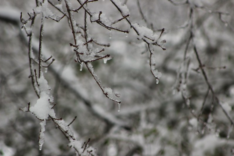 feather + fir — First Snow