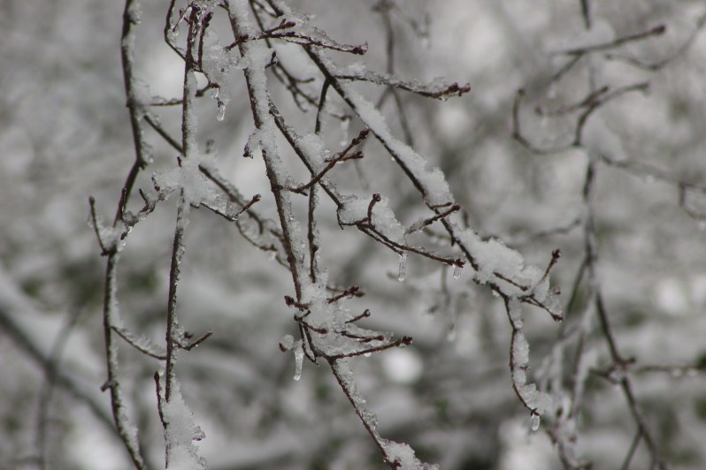 feather + fir — First Snow