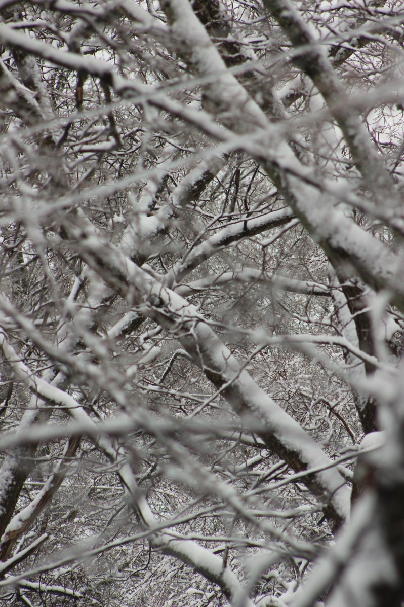 feather + fir — First Snow