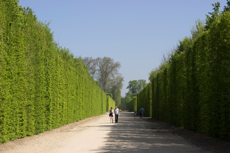 versailles-hedges2
