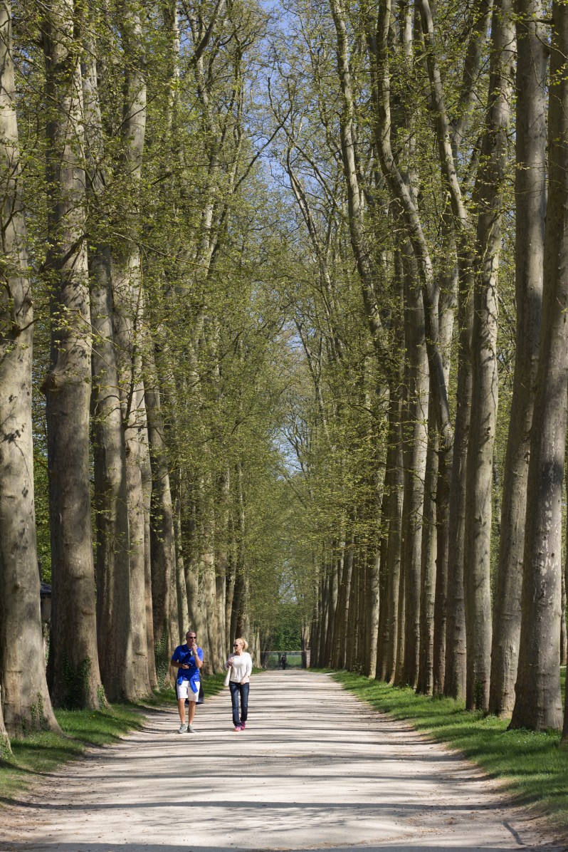 versailles-trees