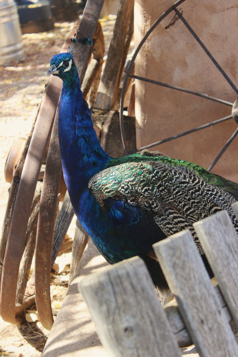 Turquoise-Trail-Byway-25